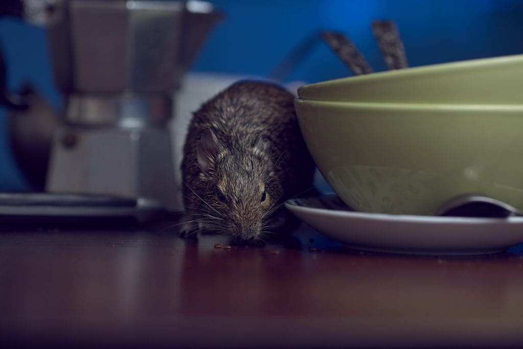 Un rat mangeant sur une table de cuisine